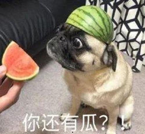 娱乐吃瓜小八哥是谁啊小说,揭秘网络小说中的神秘角色