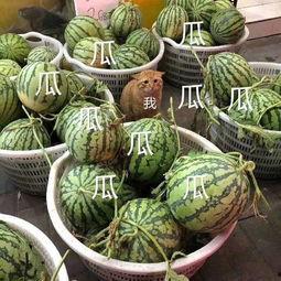 娱乐吃瓜的头像图片,吃瓜群众眼中的明星幕后故事